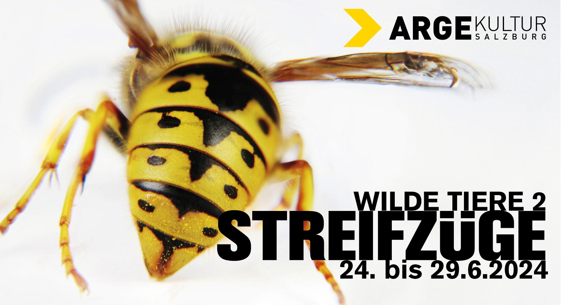 WILDE TIERE 2 – STREIFZÜGE